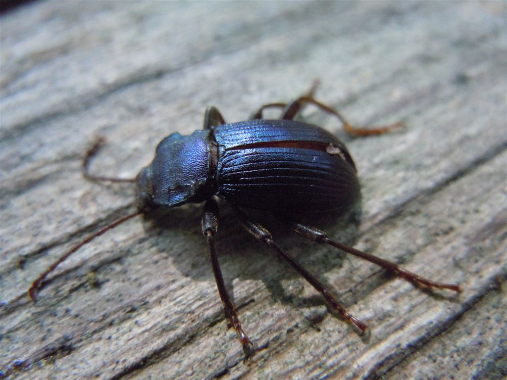 Carabide da identificare; no, tenebrionide, Helops coeruleus